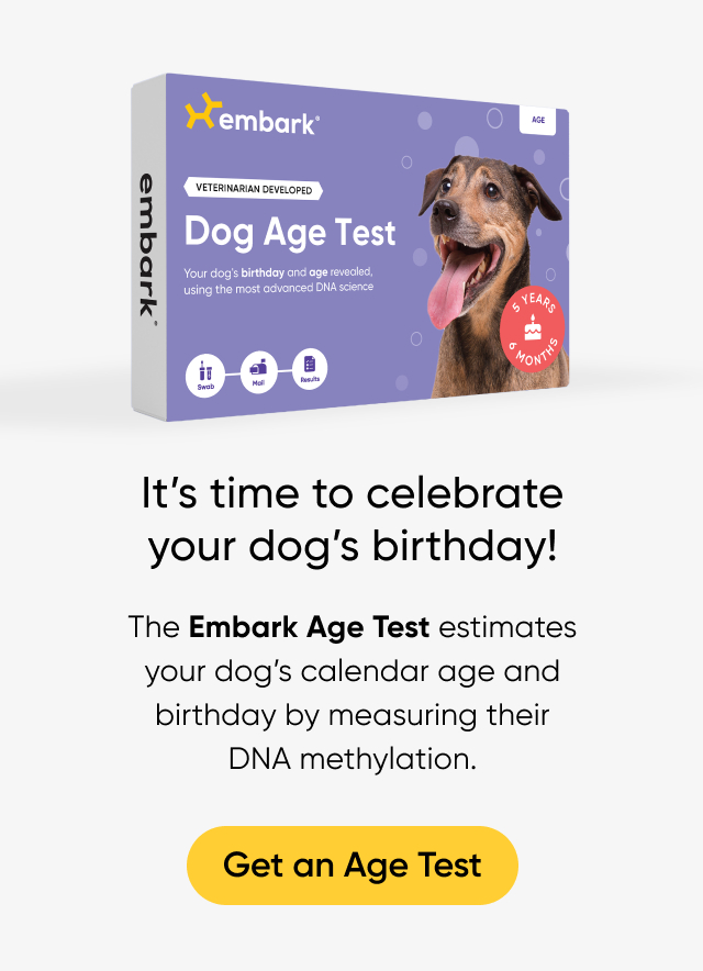 Measuring 2024 dog years